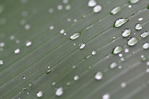 Photo shows details of water drops and green leafs in the garden.