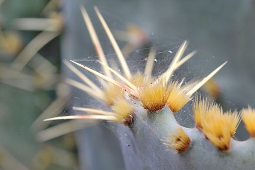 Photo of Beautiful Cactus in the Garden made in the late Summer time in Spain, 2013