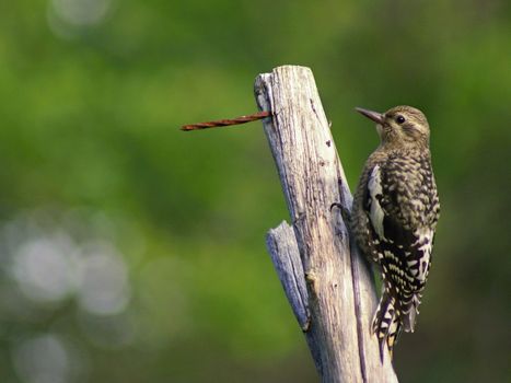 Photo is showing wilds animals captured in the Canadian countryside.