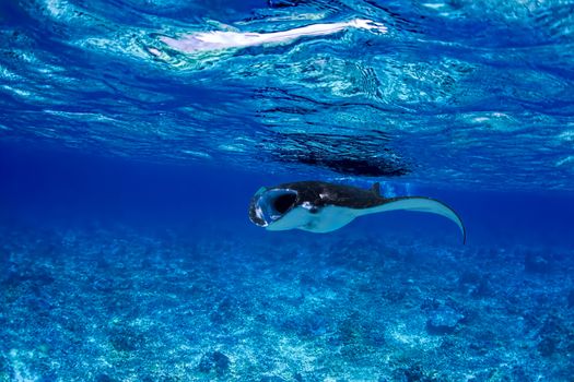 Manta ray filter feeding in the blue Komodo waters