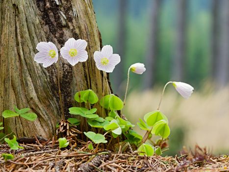 Photo shows white flowers in the wood.