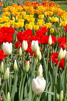 Photo shows details of various tulip flowers.