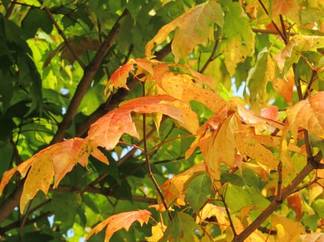 A close-up image of colourful Autumn leaves.