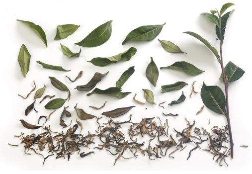 Isolated fresh green tea branch with tea leaves and dried tea on the white background