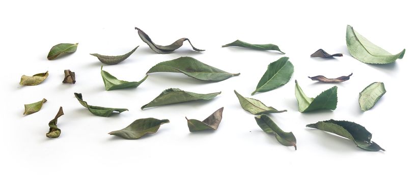 Set of fresh and dried green tea leaves on the white background