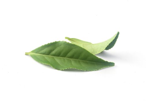 Two isolated fresh green leaves on the white background