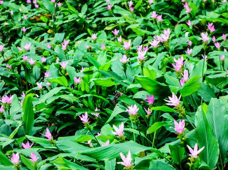 pink patumma flower in Thailand tropical forest