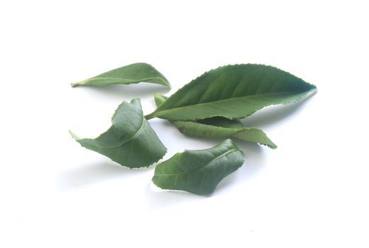 Isolated fresh green tea leaves on the white background