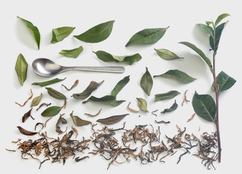 Fresh green tea branch, metal tea spoon and dried tea leaves on the gray background