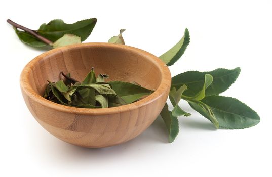 Fresh green tea branch and wooden bowl with dried green leaves of tea