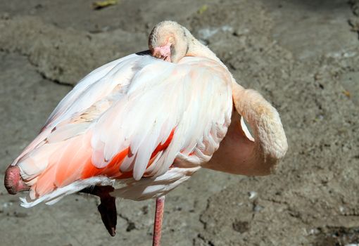 Flamingo pink colour in the zoo