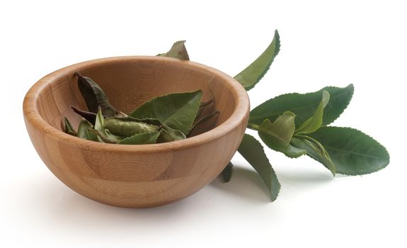 Fresh green tea branch and wooden bowl with dried green leaves of tea