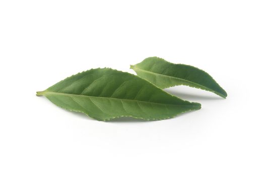 Two isolated fresh green leaves on the white background