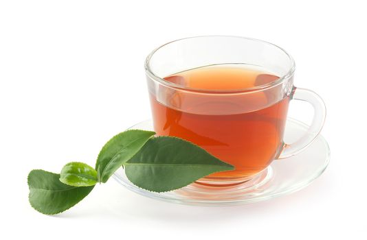 Transparent tea cup with fresh green branch of tea on the white