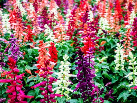 colorful flower in tropical garden