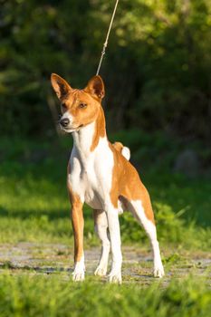 Small hunting dog breed Basenji looking forward