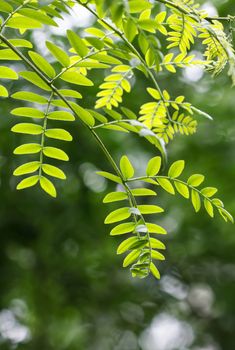 green leaf in spring