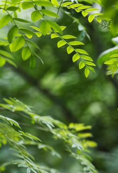 green leaf in spring