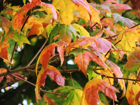 A close-up image of colourful Autumn leaves.