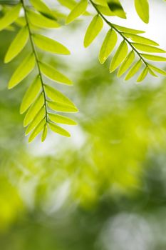 green leaf in spring