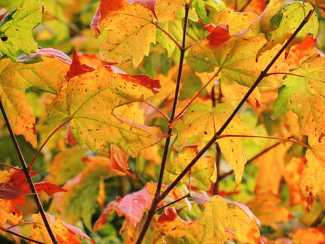 A close-up image of colourful Autumn leaves.