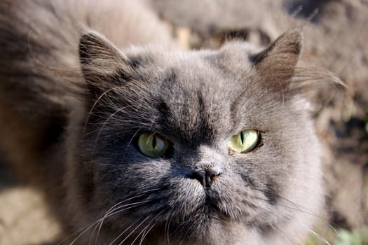 big Persian cat in the green grass