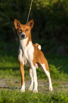 Small hunting dog breed Basenji looking forward
