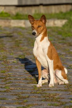 Small hunting dog breed Basenji looking forward