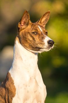 Small hunting dog breed Basenji looking forward