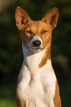 Small hunting dog breed Basenji looking forward