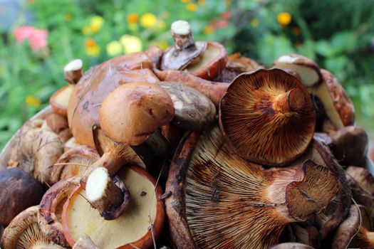 many beautiful fresh and different mushrooms in the heap