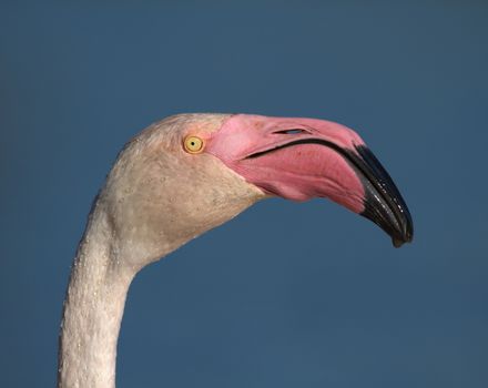 Greater flamingo, phoenicopterus roseus, portrait in Camargue, France