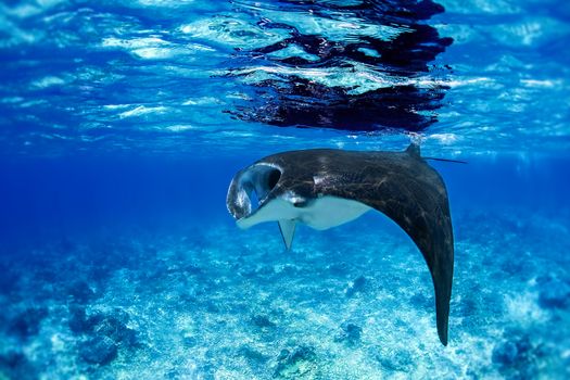 Manta ray filter feeding in the blue Komodo waters