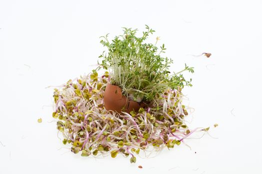 Fresh Alfalfa Sprouts and Spring Easter Egg