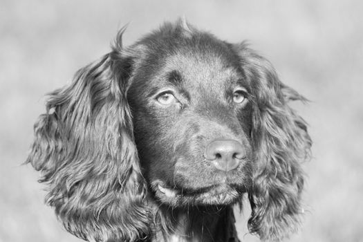 very cute young small chocolate liver working type cocker spaniel