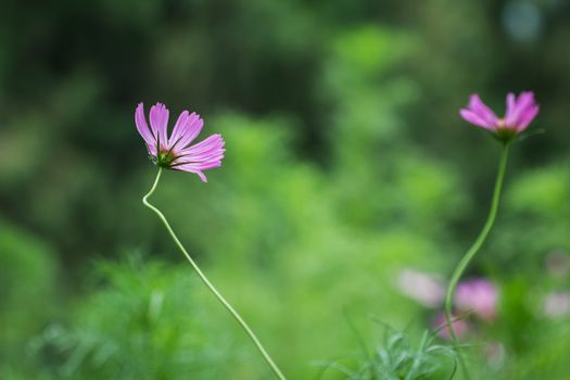 wild cosmos in spring