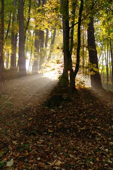 autumn in the forest