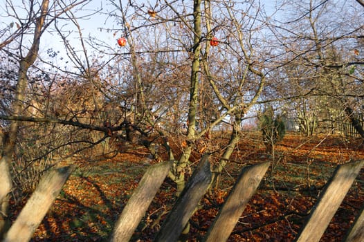 last apples in the orchard