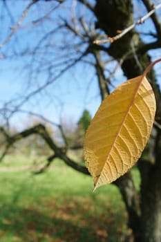 last yellow leaf on a leafless tree