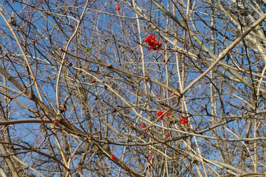 autumnal red berries on a leafless tree