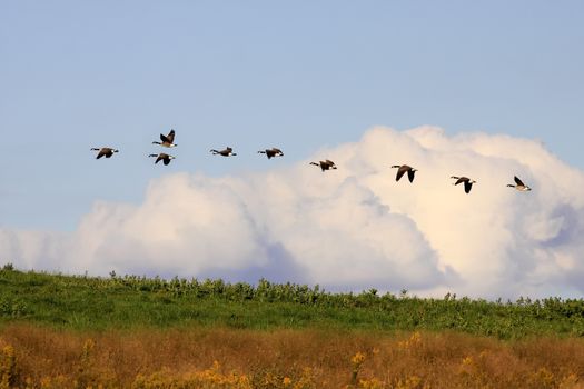 Canadian Geese flying in golden evening sunlight at Middle Creek Wildlife Management Area, Lancaster County, Pennsylvania.