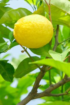 Ripe lemon hanging on a tree