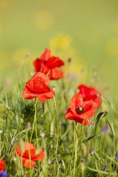 red poppies on the meadow at springtime