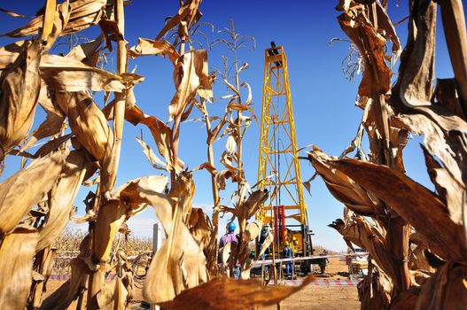 Prospecting for gold and attempting to find new goldfields in unusual places - corn field.