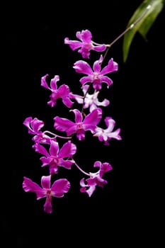 Purple orchid flower, isolated on black background.
