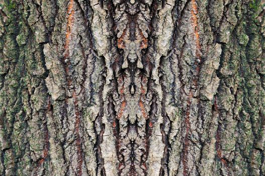 symmetric rough texture of bark and old wood from nature







symmetric rough texture of bark and old 







symmetric rough texture of bark and old