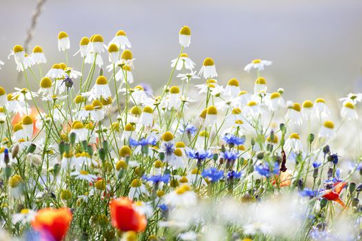 abundance of blooming wild flowers on the meadow at springtime