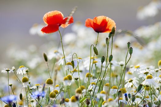 abundance of blooming wild flowers on the meadow at springtime