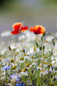 abundance of blooming wild flowers on the meadow at springtime