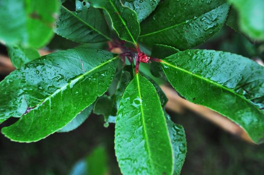 wet leaves of hedge, with intense color and large water droplets visible